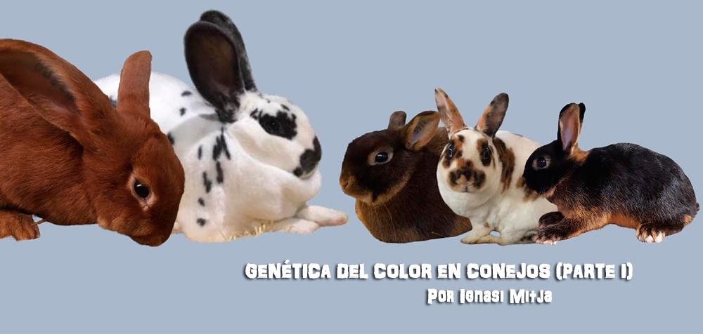 Genética del color en conejos